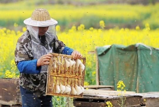 COVID-19 and China’s Growingly Bitter Beekeeping Industry